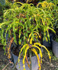 Croton Dreadlock (Codiaeum variegatum) - PlantologyUSA - Large 20-24"