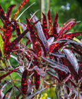Croton Franklin Roosevelt (Sloppy Painter) (Codiaeum variegatum) - PlantologyUSA - Medium 14-16"