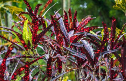 Croton Franklin Roosevelt (Sloppy Painter) (Codiaeum variegatum) - PlantologyUSA - Medium 14-16"