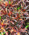 Croton Franklin Roosevelt (Sloppy Painter) (Codiaeum variegatum) - PlantologyUSA - Medium 14-16"