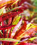 Croton Franklin Roosevelt (Sloppy Painter) (Codiaeum variegatum) - PlantologyUSA - Medium 14-16"