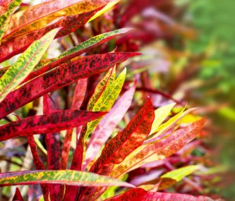 Croton Franklin Roosevelt (Sloppy Painter) (Codiaeum variegatum) - PlantologyUSA - Medium 14-16"