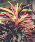 Croton Franklin Roosevelt (Sloppy Painter) (Codiaeum variegatum) - PlantologyUSA - Medium 14-16"