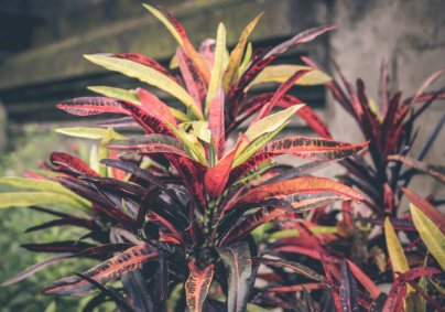 Croton Franklin Roosevelt (Sloppy Painter) (Codiaeum variegatum) - PlantologyUSA - Medium 14-16"