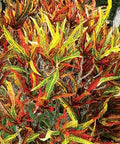 Croton Franklin Roosevelt (Sloppy Painter) (Codiaeum variegatum) - PlantologyUSA - Medium 14-16"