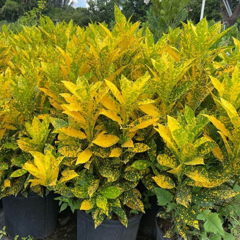 Croton Gold Dust (Codiaeum variegatum) - PlantologyUSA - Medium 14-16"