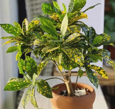 Croton Gold Dust (Codiaeum variegatum) - PlantologyUSA - Medium 14-16"