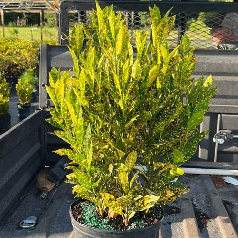 Croton Gold Dust for Sale