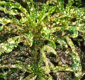 Croton King Of Siam (Codiaeum variegatum) - PlantologyUSA - Medium 14-16"