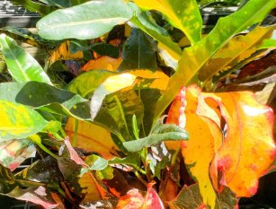 Croton Magnificent (Codiaeum variegatum) - PlantologyUSA - Large 20-24"