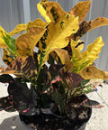Croton Magnificent (Codiaeum variegatum) - PlantologyUSA - Medium 14-16"