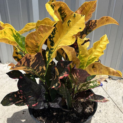 croton magnificent indoor plant Croton Magnificent for Sale