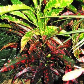 Croton Piecrust Standard (Codiaeum variegatum) - PlantologyUSA - Medium 14-16"