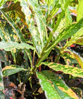 Croton Piecrust Standard (Codiaeum variegatum) - PlantologyUSA - Medium 14-16"