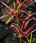 Croton Zanzibar (Codiaeum variegatum) - PlantologyUSA - 3 gallon