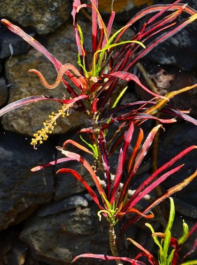 Croton Zanzibar (Codiaeum variegatum) - PlantologyUSA - 3 gallon