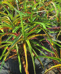 Croton Zanzibar (Codiaeum variegatum) - PlantologyUSA - 3 gallon