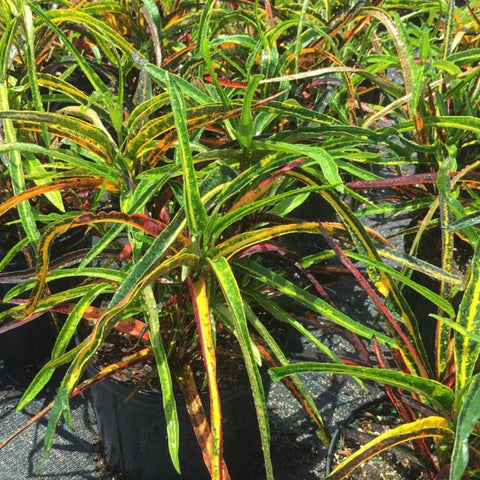 Croton Zanzibar (Codiaeum variegatum) - PlantologyUSA - 3 gallon