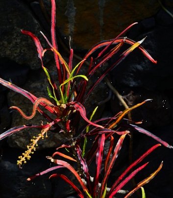 Croton Zanzibar (Codiaeum variegatum) - PlantologyUSA - 3 gallon