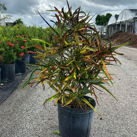 Croton Zanzibar (Codiaeum variegatum) - PlantologyUSA - 3 gallon