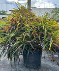 Croton Zanzibar (Codiaeum variegatum) - PlantologyUSA - 7 Gallon