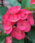 Crown Of Thorn Sonoma Pink Cadillac (Euphorbia milii) - PlantologyUSA - Small 9"