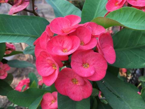 Crown Of Thorn Sonoma Pink Cadillac (Euphorbia milii) - PlantologyUSA - Small 9"