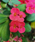 Crown Of Thorn Sonoma Pink Cadillac (Euphorbia milii) - PlantologyUSA - Small 9"