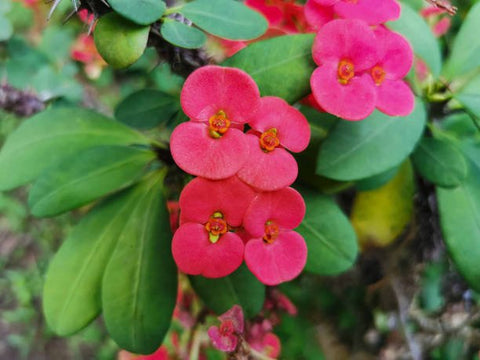 Crown Of Thorn Sonoma Pink Cadillac (Euphorbia milii) - PlantologyUSA - Small 9"