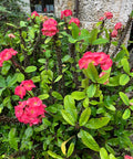 Crown of Thorn Sonoma Pink Cadillac (Euphorbia milii) - PlantologyUSA - Small 9"