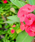 Crown Of Thorn Sonoma Pink Cadillac (Euphorbia milii) - PlantologyUSA - Small 9"
