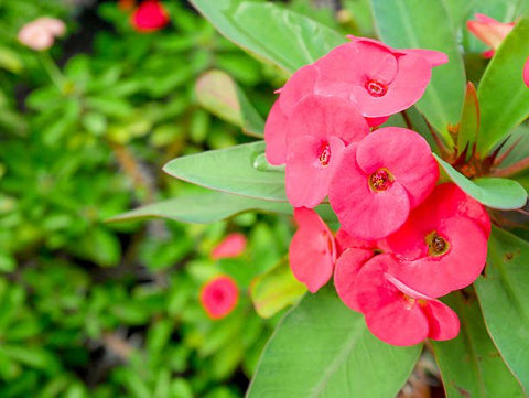 Crown Of Thorn Sonoma Pink Cadillac (Euphorbia milii) - PlantologyUSA - Small 9"