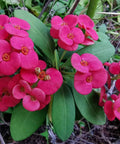 Crown Of Thorn Sonoma Pink Cadillac (Euphorbia milii) - PlantologyUSA - Small 9"