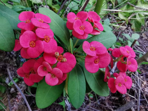 Crown Of Thorn Sonoma Pink Cadillac (Euphorbia milii) - PlantologyUSA - Small 9"