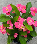 Crown Of Thorn Sonoma Pink Cadillac (Euphorbia milii) - PlantologyUSA - Small 9"