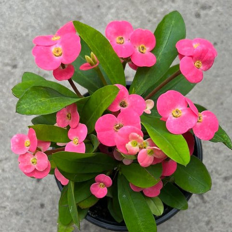 Crown Of Thorn Sonoma Pink Cadillac (Euphorbia milii) - PlantologyUSA - Small 9"