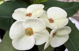 Crown of Thorn Sonoma White Helena (Euphorbia milii)