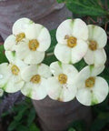 Crown Of Thorn Sonoma White Helena (Euphorbia milii) - PlantologyUSA - Small 9"