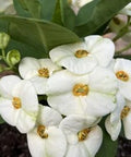 Crown Of Thorn Sonoma White Helena (Euphorbia milii) - PlantologyUSA - Small 9"