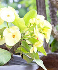 Crown Of Thorn Sonoma Yellow Apache (Euphorbia milii) - PlantologyUSA - Small 9"