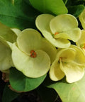 Crown Of Thorn Sonoma Yellow Apache (Euphorbia milii) - PlantologyUSA - Small 9"