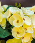 Crown Of Thorn Sonoma Yellow Apache (Euphorbia milii) - PlantologyUSA - Small 9"