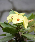 Crown Of Thorn Sonoma Yellow Apache (Euphorbia milii) - PlantologyUSA - Small 9"