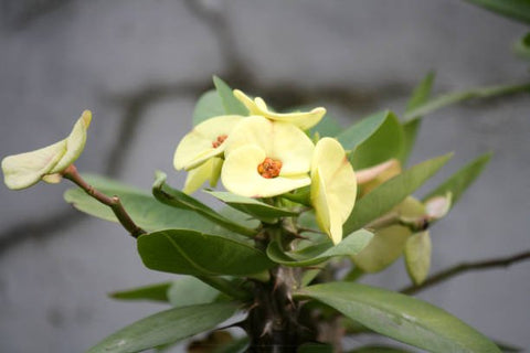 Crown Of Thorn Sonoma Yellow Apache (Euphorbia milii) - PlantologyUSA - Small 9"