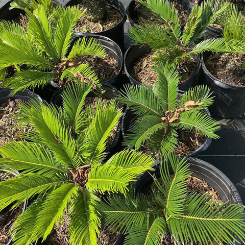 plants of steel sago palm Cycas revoluta - King Sago Palm, Cycad Elegance