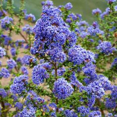 Dark Star California Lilac (Ceanothus)