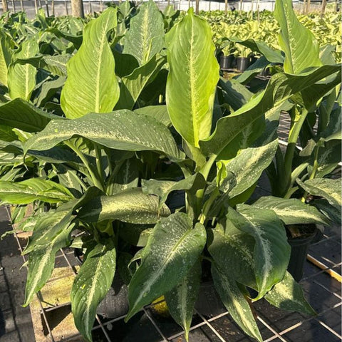 leopard lily dieffenbachia Dieffenbachia Cougar (Leopard Lily) – Plantology USA