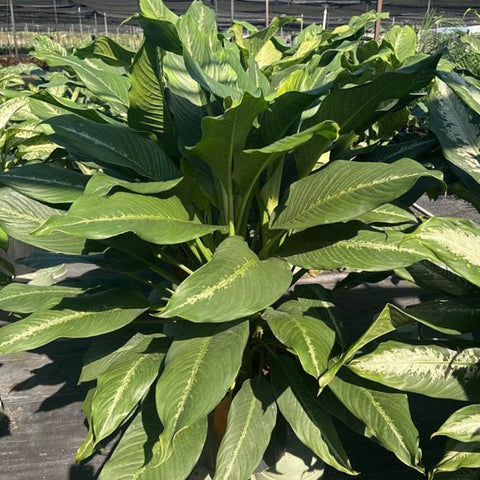 dieffenbachia leopard Dieffenbachia Cougar (Leopard Lily)