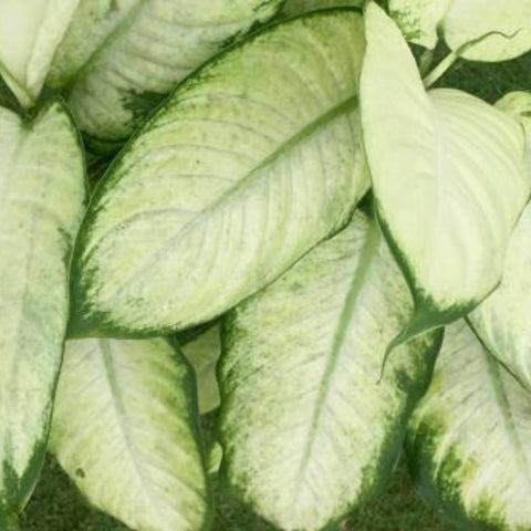 Dieffenbachia Jungle (Dumb Cane) - PlantologyUSA - 1 Gallon