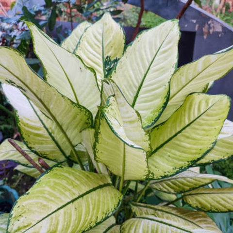 dieffenbachia or dumb cane Dieffenbachia Jungle (Dumb Cane) – Plantology USA
